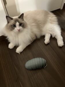 お月見　狭山市柏原美容室warawa(わらわ)