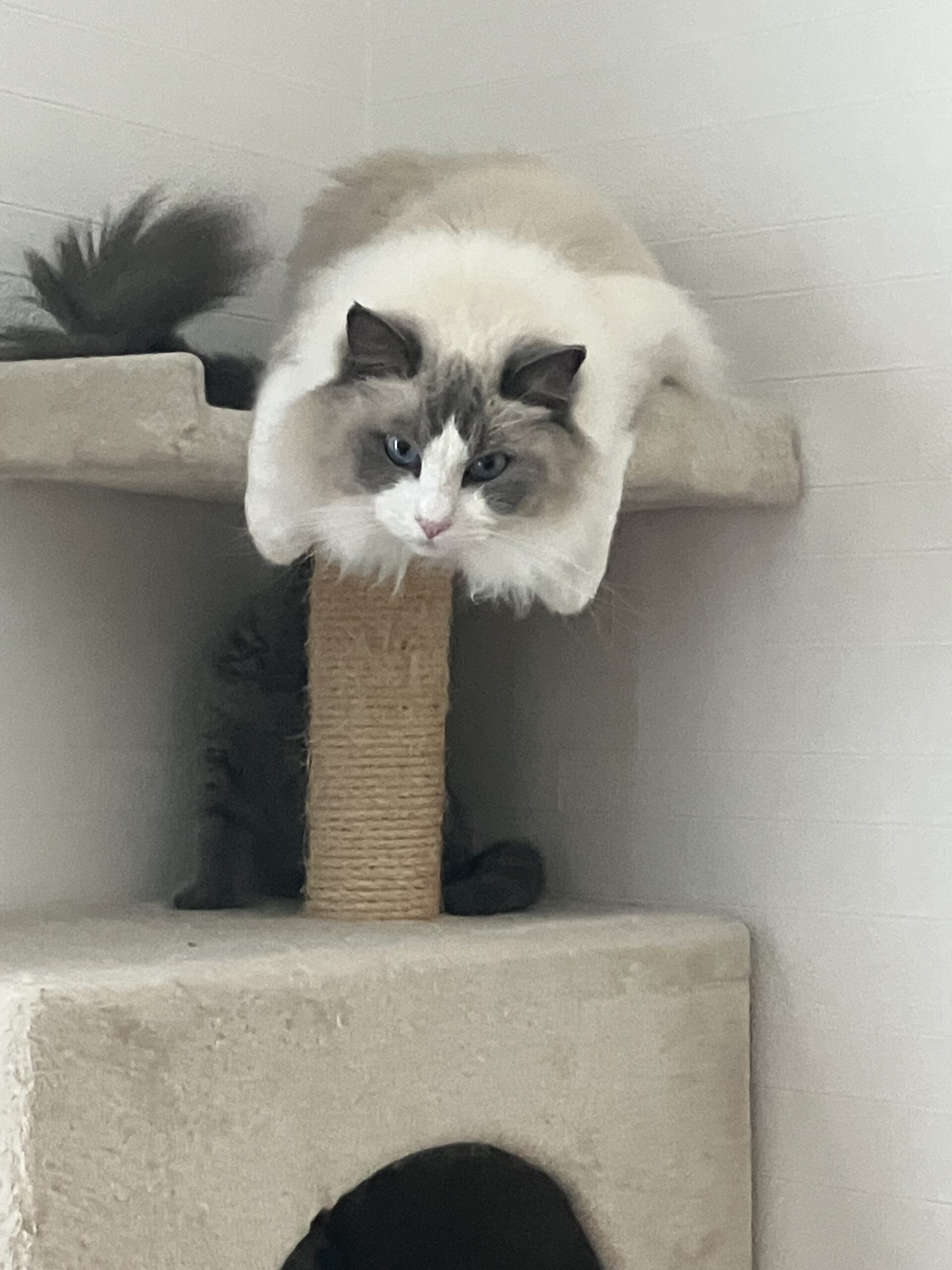 かくれんぼ 狭山市柏原美容室warawa(わらわ)