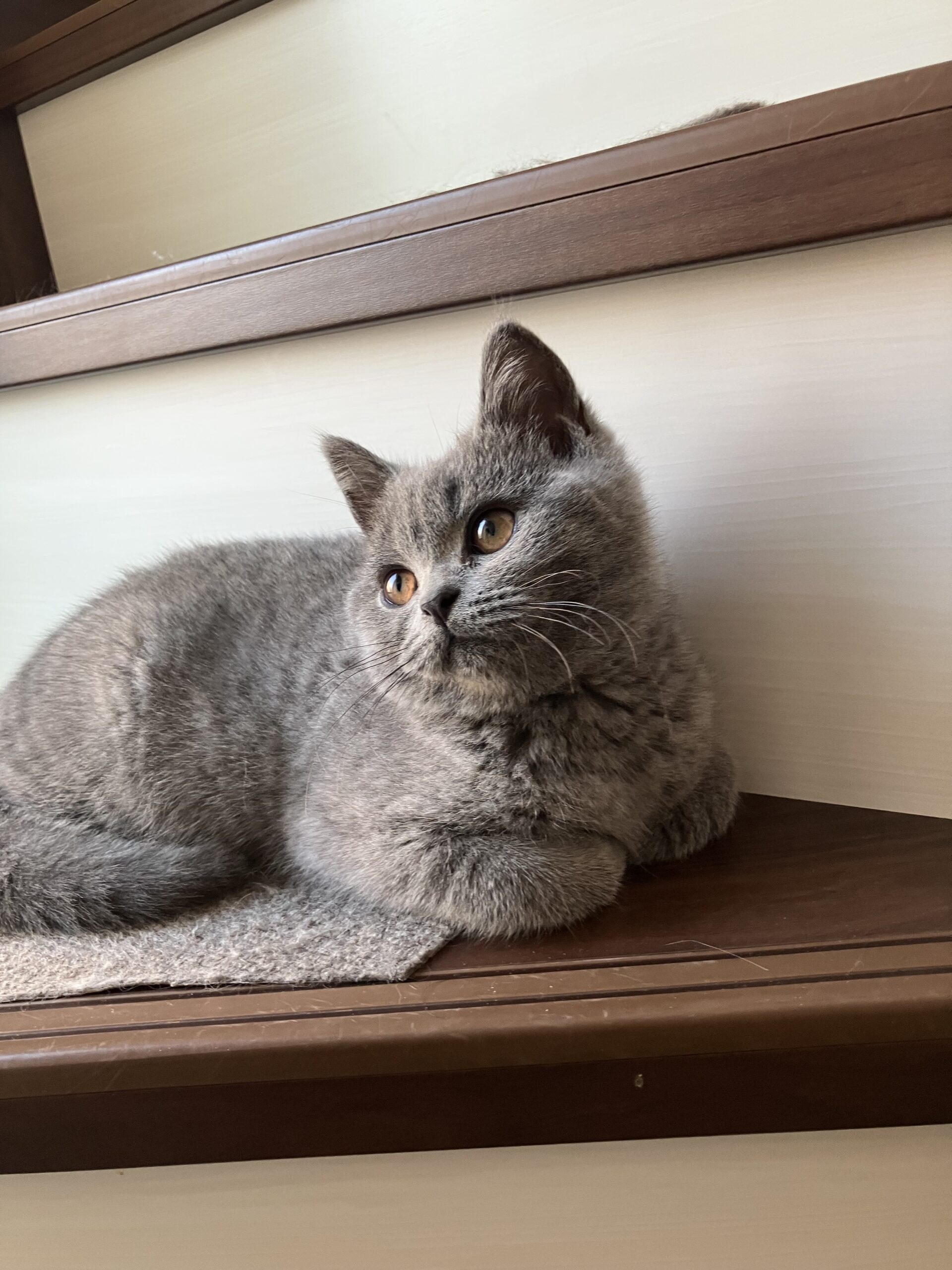 階段にも慣れました 狭山市柏原美容室warawa(わらわ)