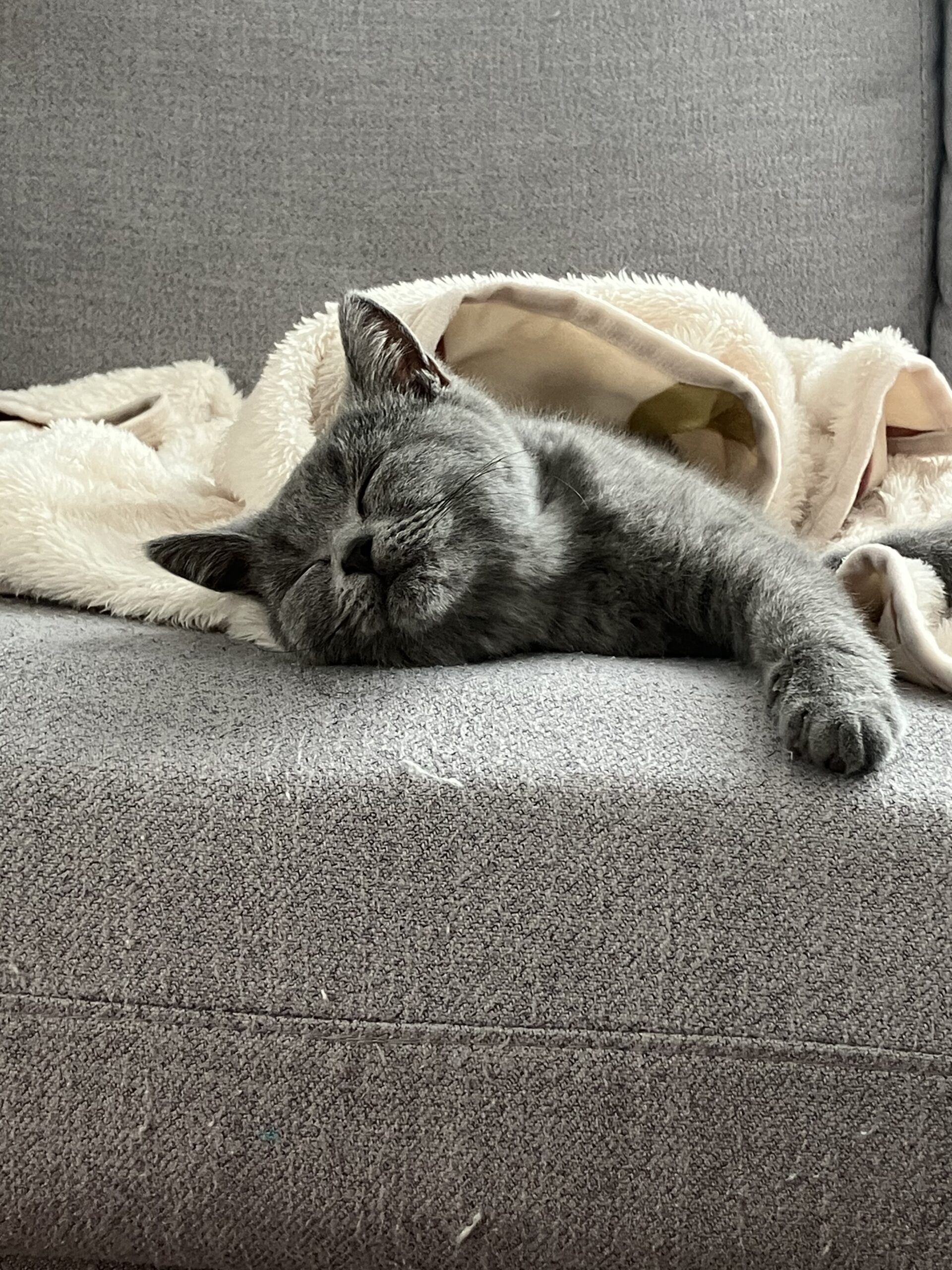 てんちゃんワクチン接種　狭山市柏原美容室warawa(わらわ)