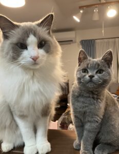 この構図が多いです 狭山市柏原美容室warawa(わらわ)