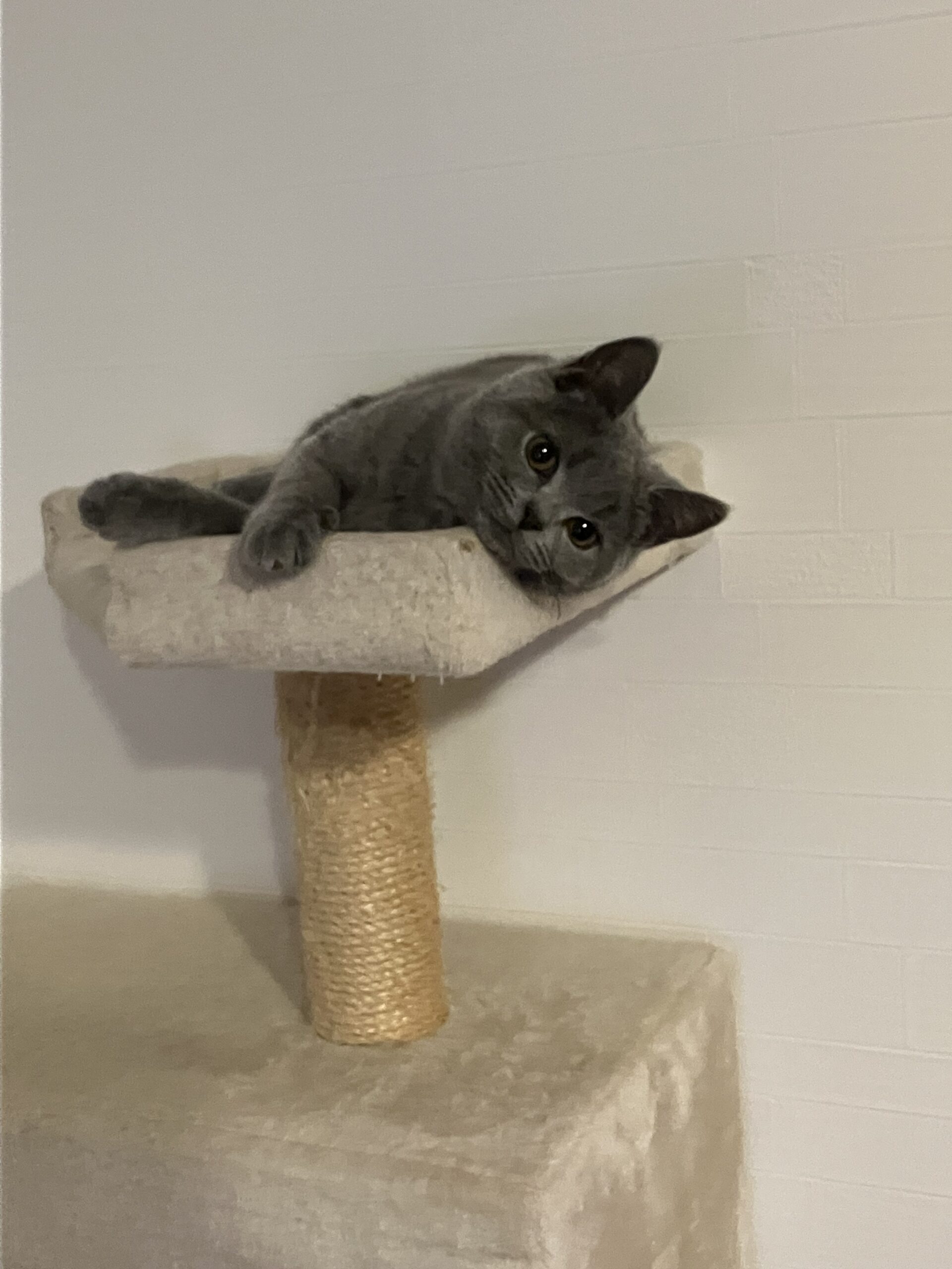 年明けてんちゃん 狭山市柏原美容室warawa(わらわ)