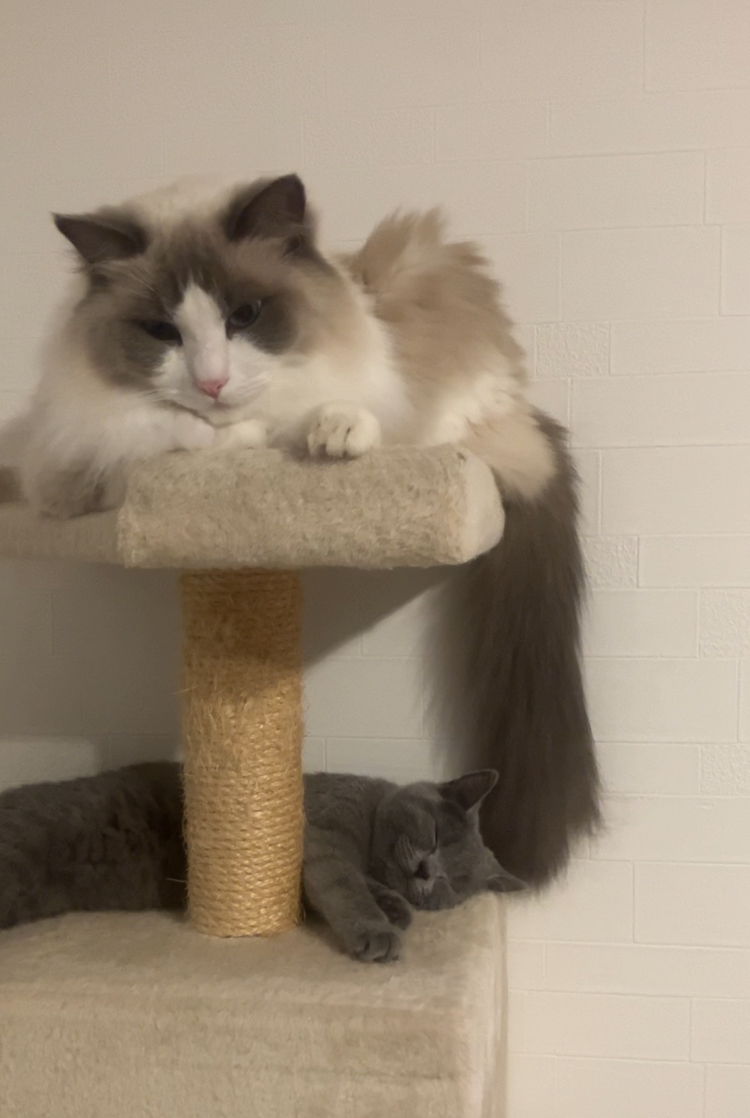 しっぽいいこいいこ 狭山市柏原美容室warawa(わらわ)