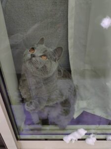 てんちゃん初めての雪　狭山市柏原美容室warawa(わらわ)