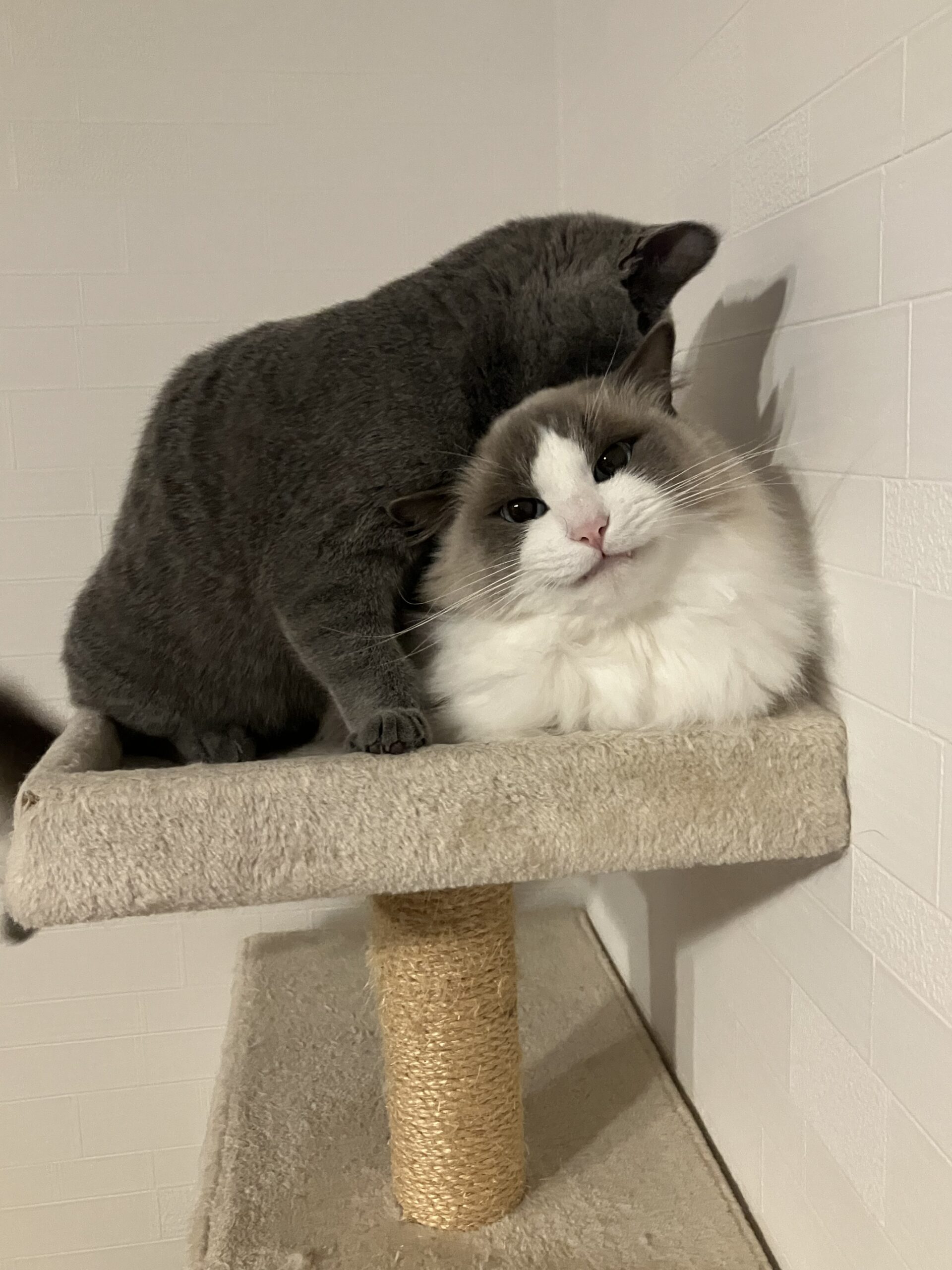 仲良しからの ~笑顔の裏には~ 狭山市柏原美容室warawa(わらわ)