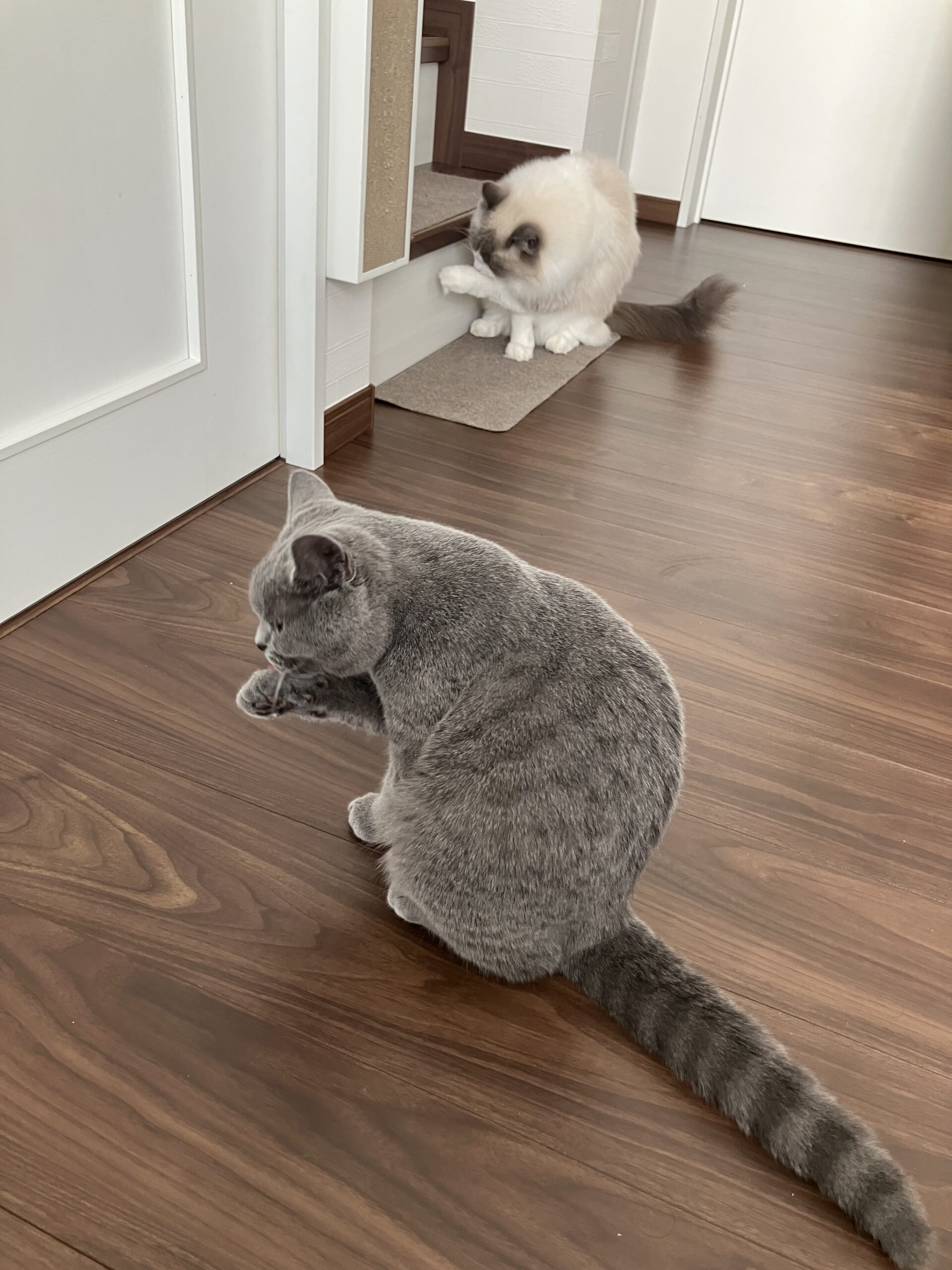 うちの二刀流 狭山市柏原美容室warawa(わらわ)