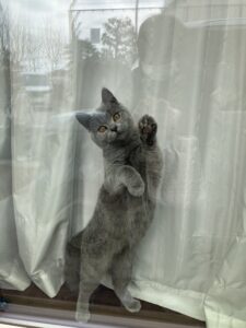 いってらっしゃいにゃん♪ 狭山市柏原美容室warawa(わらわ)