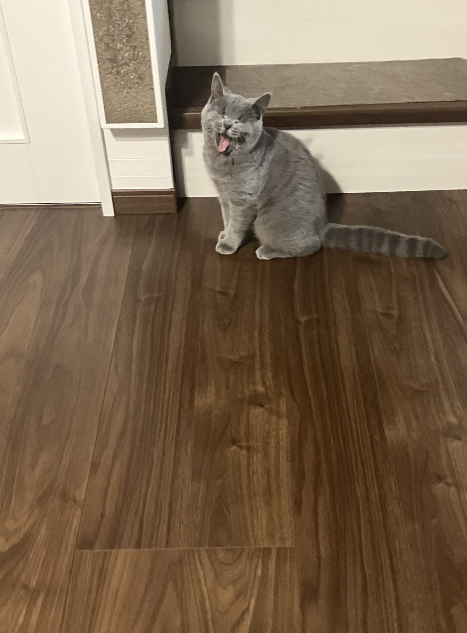 名探偵福山　狭山市柏原美容室warawa(わらわ)