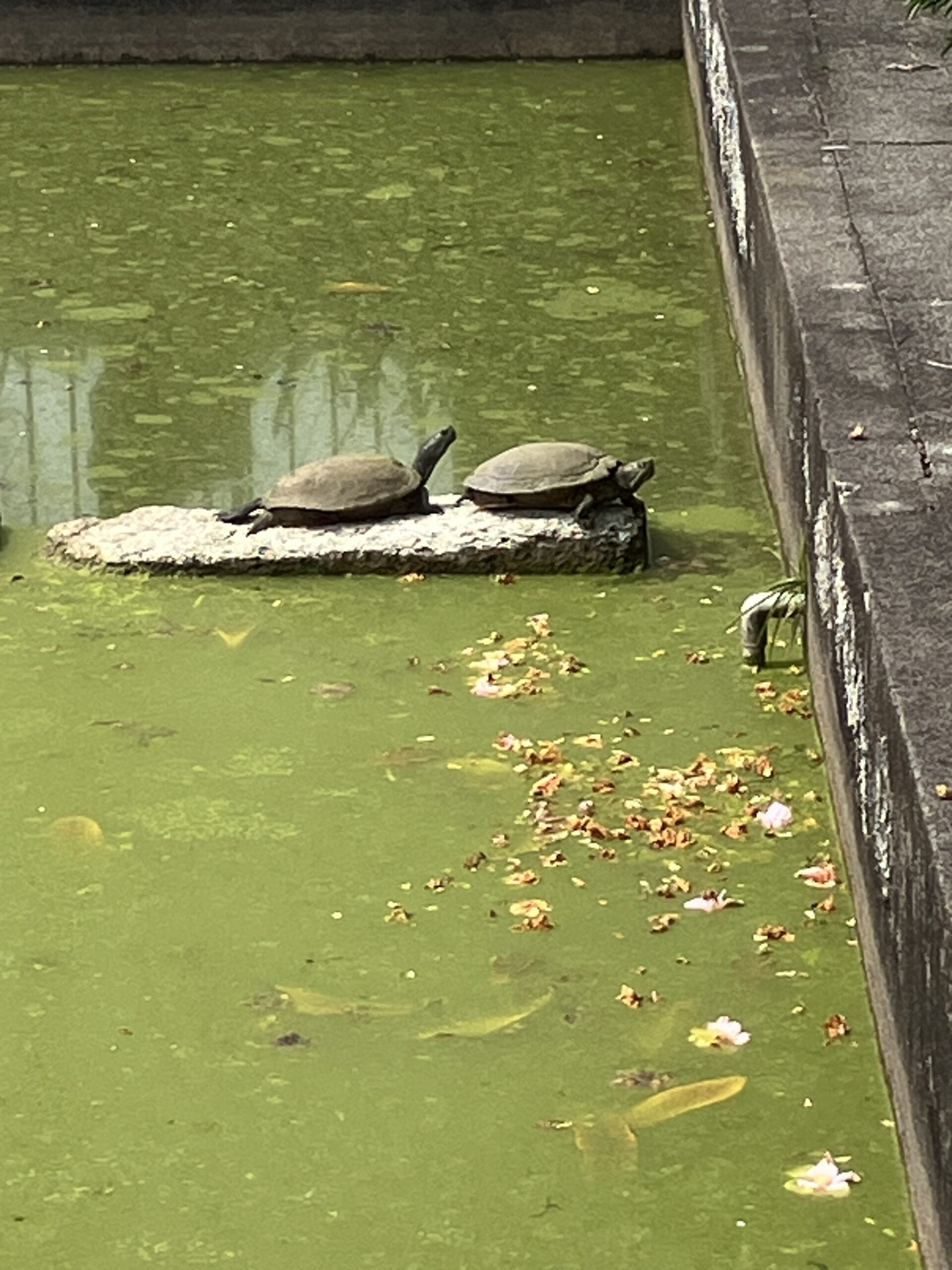 縁起がいい気がする♪ 狭山市柏原美容室warawa(わらわ)