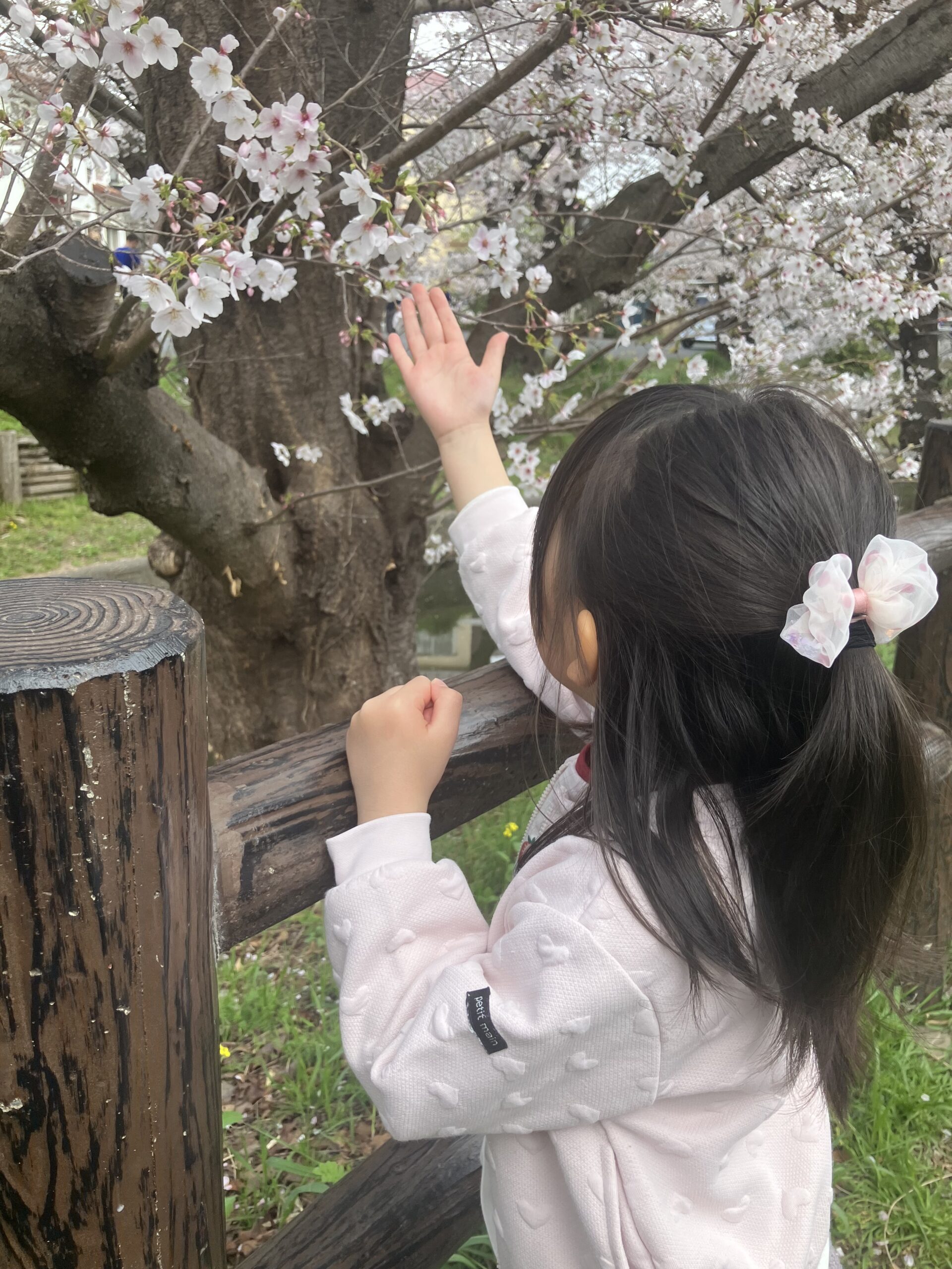 お花見日和♪ 狭山市柏原美容室warawa(わらわ)