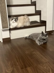 実は　狭山市柏原美容室warawa(わらわ)