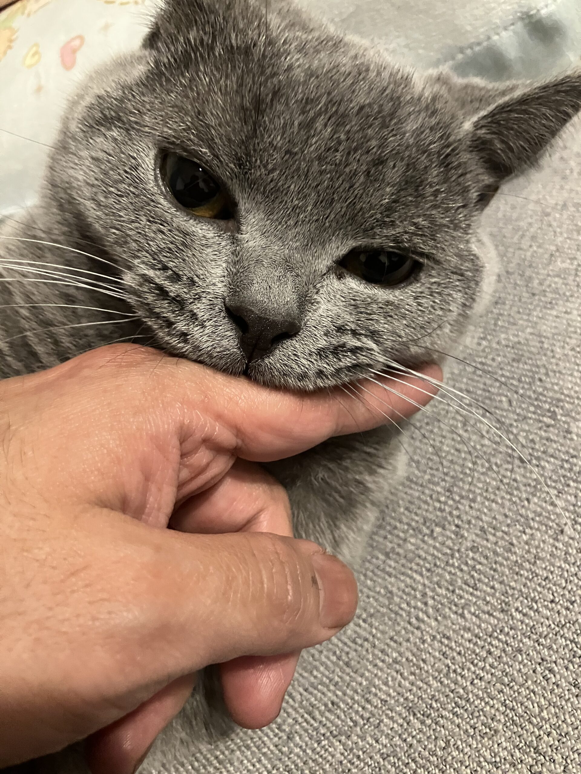 肉食系男子 狭山市柏原美容室warawa(わらわ)