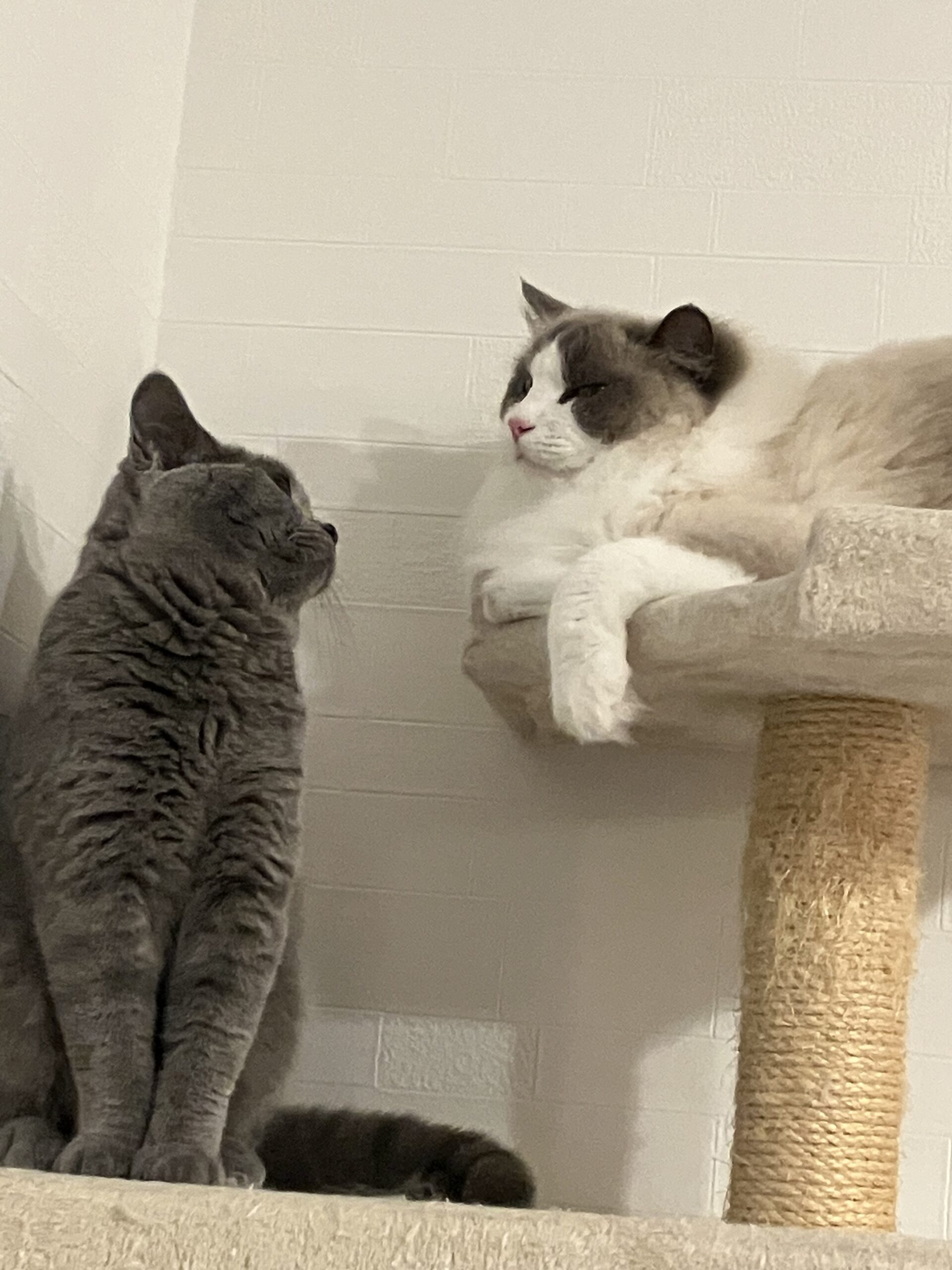 ロミオとジュリエット的な　狭山市柏原美容室warawa(わらわ)