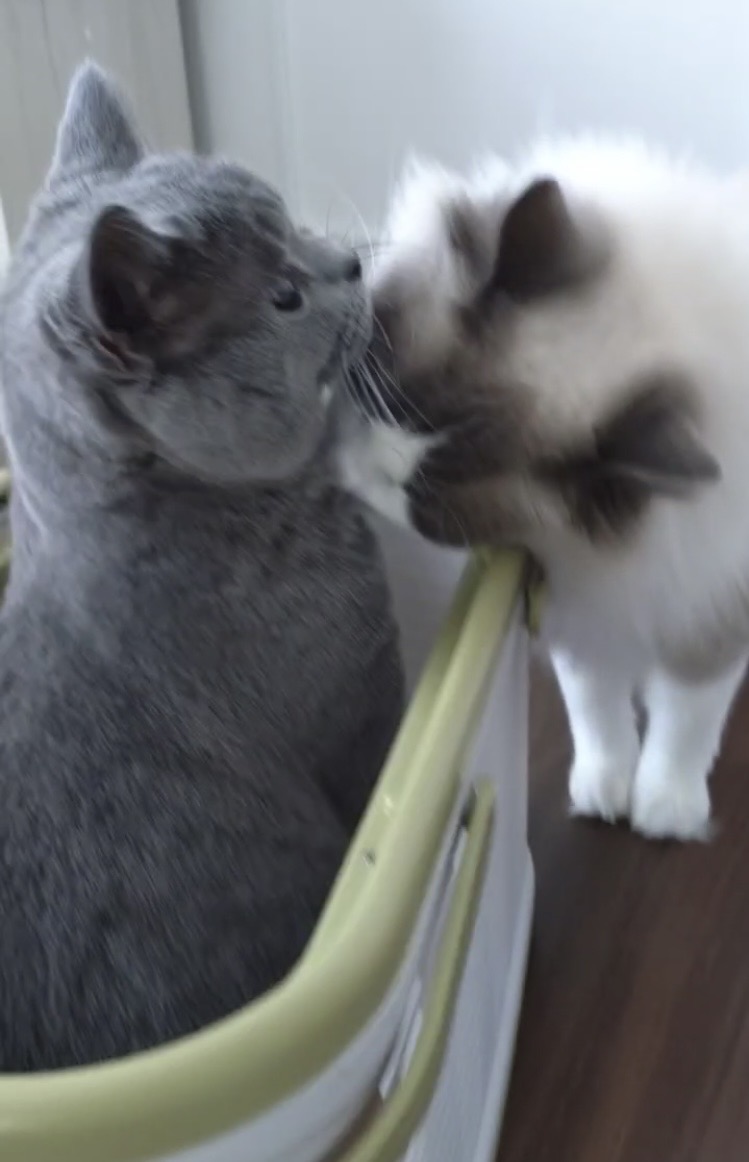 てんちゃん1日入院　狭山市柏原美容室warawa(わらわ)