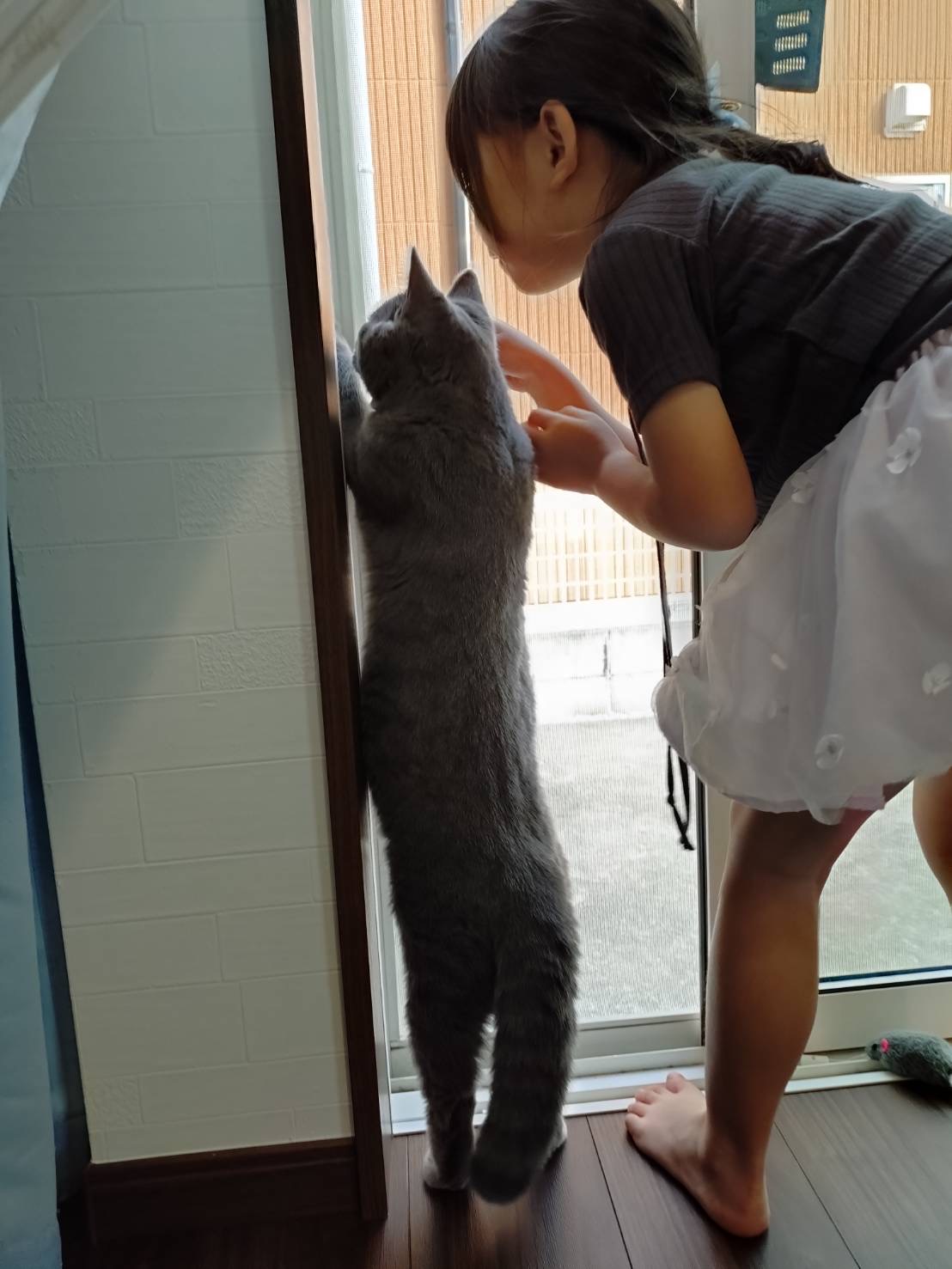 ねこのぼり　狭山市柏原美容室warawa(わらわ)