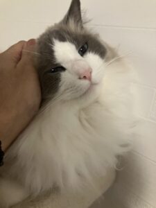 今日はふうちゃんと仲良し　狭山市柏原美容室warawa(わらわ)