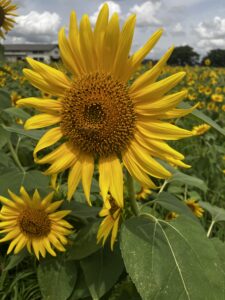 ちょっと夏らしい 狭山市柏原美容室warawa(わらわ)