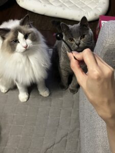 おにゃんこ達のお戯れ　狭山市柏原美容室warawa(わらわ)