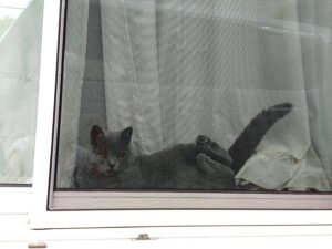 はさまっちゃったのかな 狭山市柏原美容室warawa(わらわ)