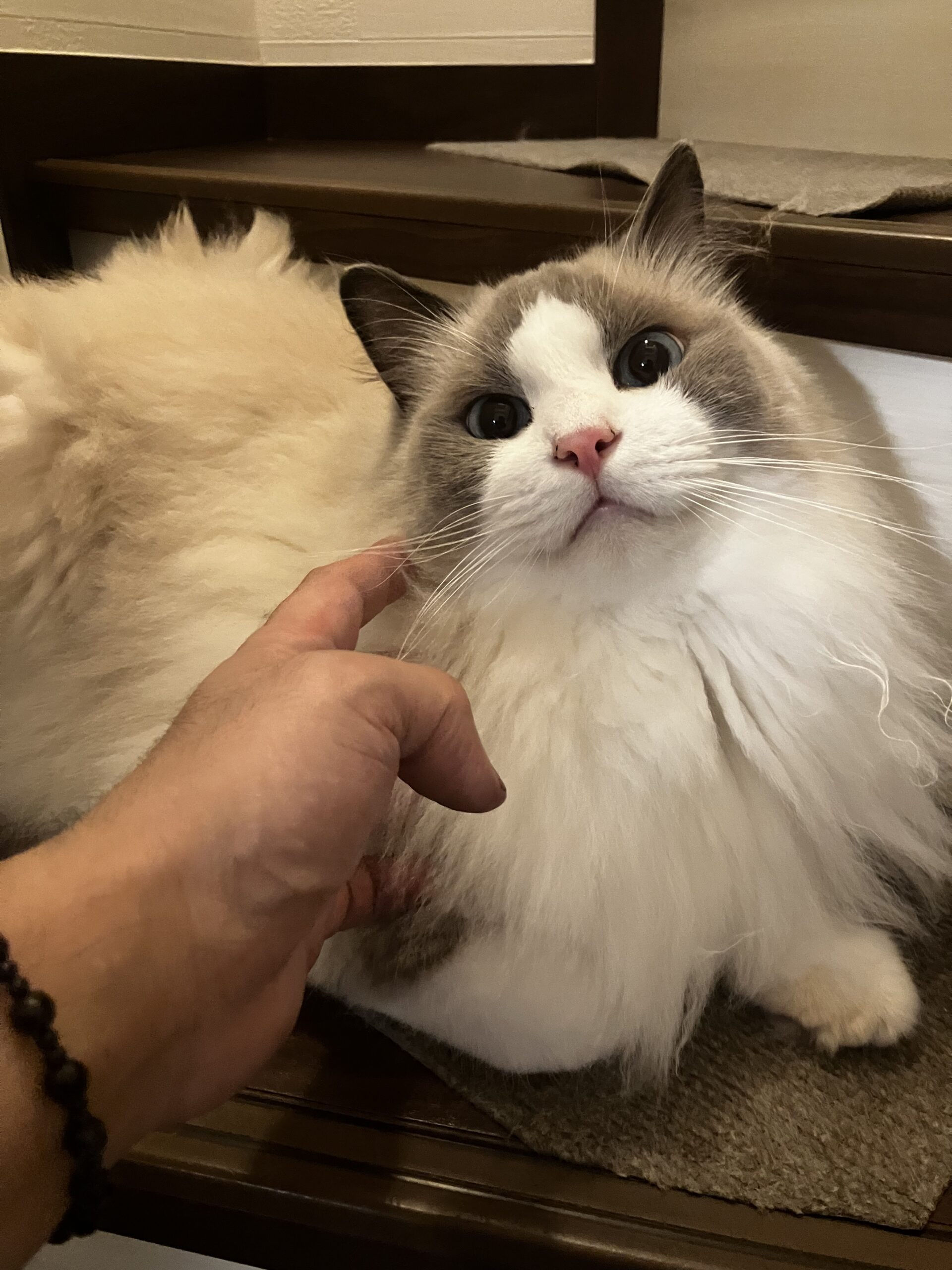 今日はふうちゃんに触りに行く 狭山市柏原美容室warawa(わらわ)