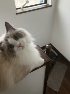 安全地帯 狭山市美容室warawa(わらわ)